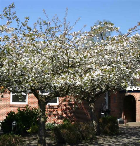 japansk_kirsebær__shirotae__prunus_serrulata_shirotae__vaseformet__haveplanter_allétræer_
