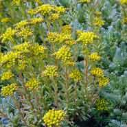 stenurt__sedum__reflexum_
