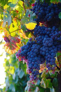 vindrue__rembrandt__blå__60100_cm_med_potte__vitis__vinstok__