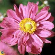 høstanemone__pink__anemone_hybrida__pamina_