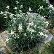 edelweiss__leontopodium__alpinum_