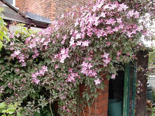 clematis__montana__freda__dyb_rosarød_med_mørkt_løv__leveres_med_potte__småblomstrende__