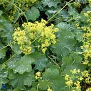 løvefod__lodden_løvefod__grøngule__alchemilla_mollis__
