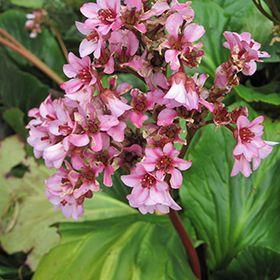 kÆmpestenbrÆk__bergenia__winterglut_