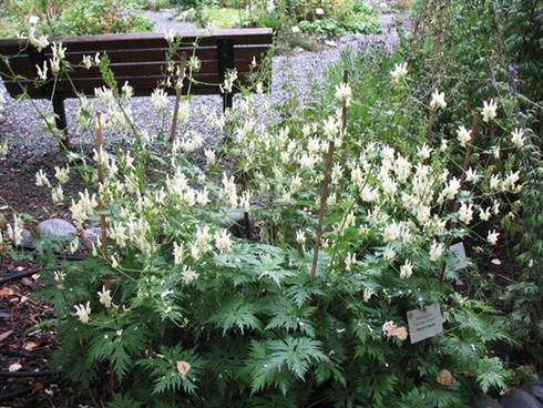 stormhat__aconitum_lamarckii