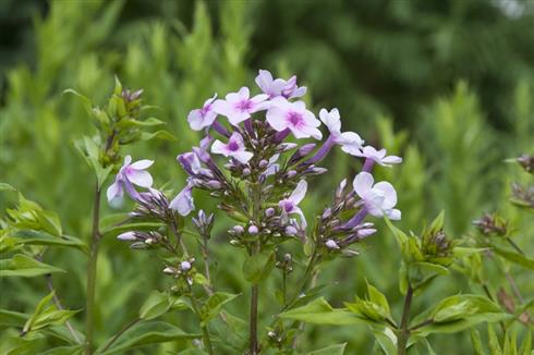 floks__phlox_p_lichtspiel