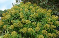 gedeblad__stedsegrøn__1525_cm_med_potte__lonicera_nitida_maigrün__