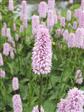 Urt - Persicaria Stauder