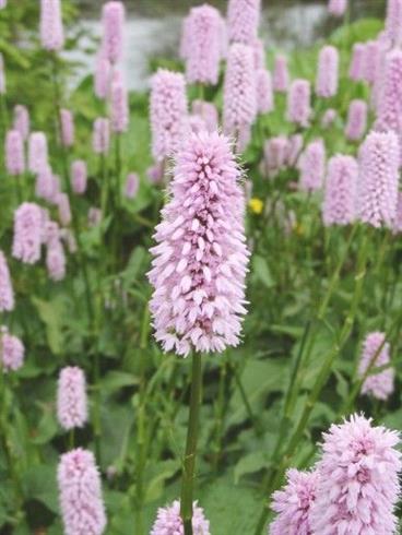 slangeurt__persicaria_bistorta