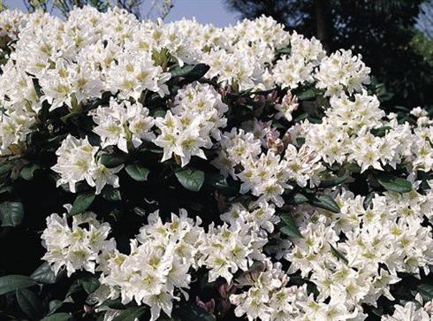 rhododendron__hvid__leveres_i_p15_potte__cunninghams_white_