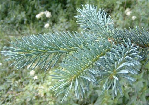 korkgran__klippe_ædelgran__abies_lasiocarpa__