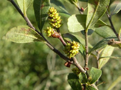 porse__myrica_gale__2530_cm_med_potte__krydderurt____