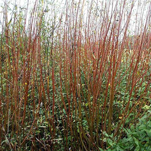 pil__purpurpil__salix_purpurea_