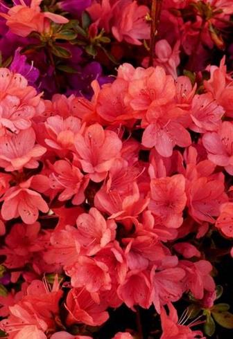 azalea__rosa__leveres_i_p12_potte__rex_