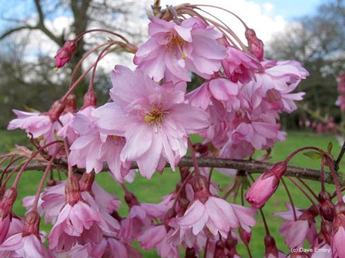 japansk_kirsebær__fukubana__prunus_subhirtella_