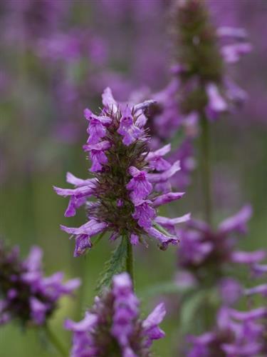 havebetonie__stachys_officinalis_ukkie