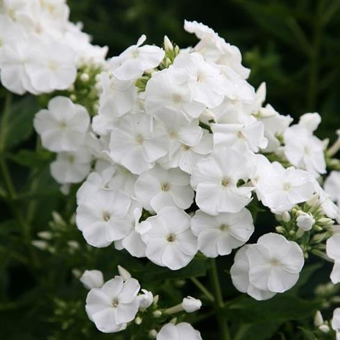 floks__phlox_p_rembrandt