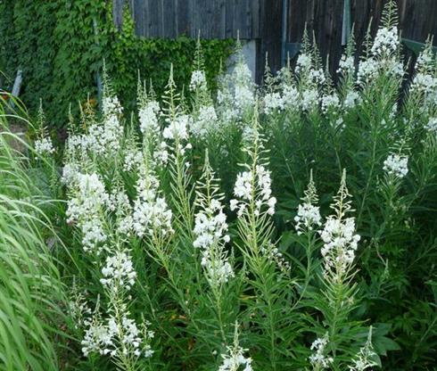 gederams__epilobium_angustifolium_album