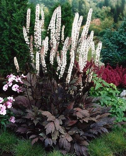 sølvlys__actaea_simplex_brunette