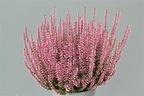 lyng__efterårslyng__rita__rosa__calluna__vulgaris__leveres_i_p5_potte_