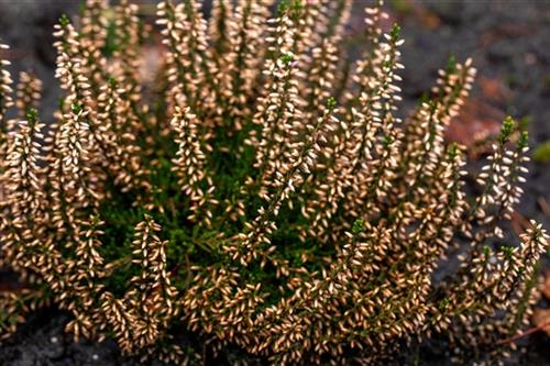 lyng__efterårslyng__rosa_elisa__rosa__calluna__vulgaris__leveres_i_p5_potte_