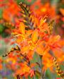 Montbretia Stauder