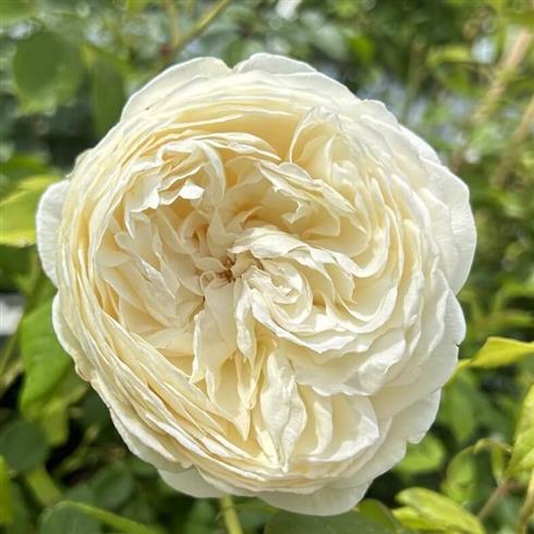 claire_austin__cremehvid__engelsk_rose_