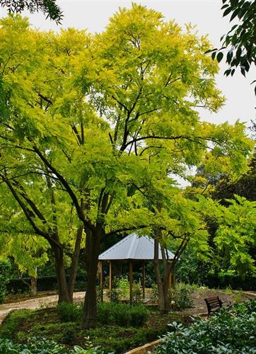 robinie__acasie__pseudoacacia__acasie__robinia___læhegn__hegnsplanter__haveplanter__løvtræer__allétræer__