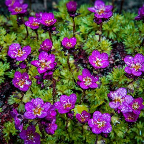 stenbræk__saxifraga__arendsii__purple_