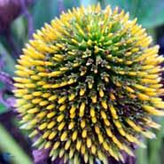 purpursolhat__echinacea__purpurea_white_swan_