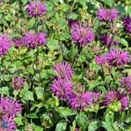 hestemynte__monarda__didyma__