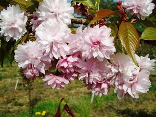 japansk_kirsebær__kiku__hænge__prunus_serrulata_kiku_shidare_sakura__haveplanter_allétræer