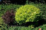Jasmin Haveplanter