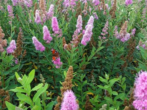 spiræa__triumphans__rosarød__80120_cm_med_potte_eller_klump__spiraea_billardii__
