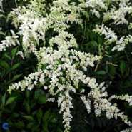astilbe__hvide_blomster__arendsii_brautschleier_