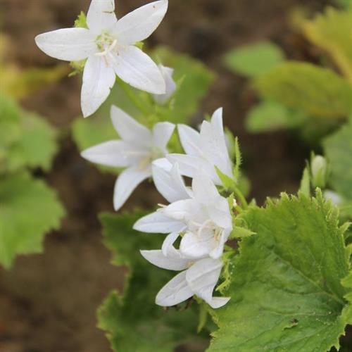 mÆlkeklokke__campanula__poscharskyana__e_h_frost_