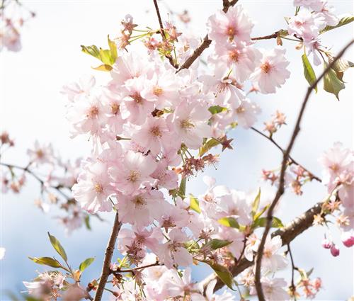 japansk_kirsebær__accolade__5080_cm_med_p9_potte__prunus_subhirtella_