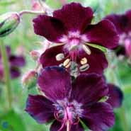 bølgekronet_storkenæb__mellemstore_sorte_blomster__geranium__phaeum__