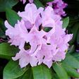 Tilbud Rhododendron Rhododendron