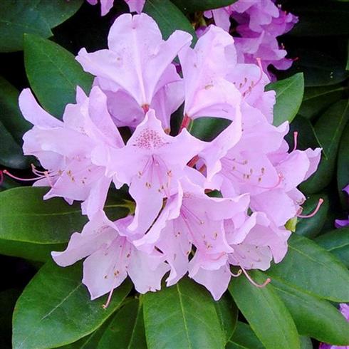 rhododendron__lilla__leveres_i_p13_potte__catawbiense_grandiflorum_