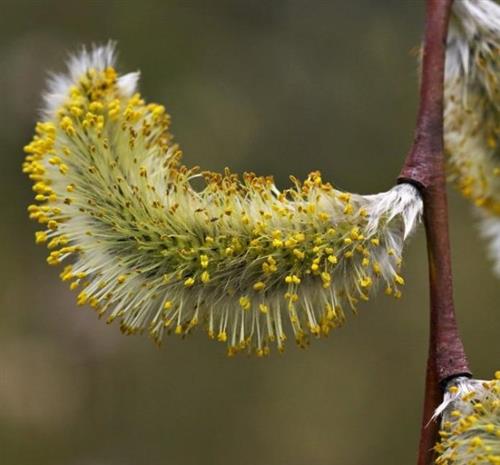 pil__kaspisk__salix_acutifolia_