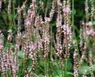 Urt - Persicaria Stauder