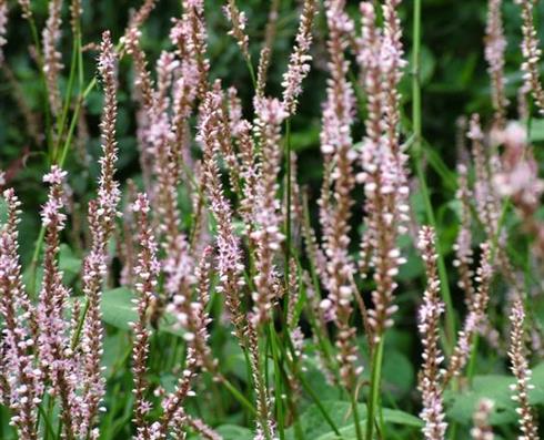 pileurt__persicaria_amplexicaulis_pink_mist