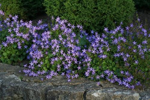 mÆlkeklokke__campanula__poscharskyana__blauranke__