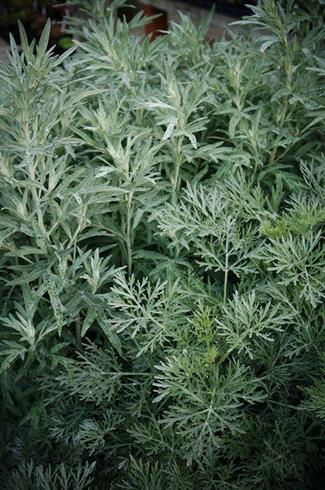 malurt__artemisia_caucasica_