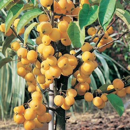 paradisæble__golden_hornet__malus__haveplanter__