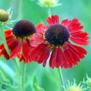 solbrud__helenium__moerheim_beauty_