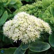 kinesisk_sankthans_urt__hvide_blomster__sedum__spectabile__stardust_