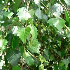 birk__lille_sørgebirk__betula_pendula_youngii__haveplanter_allétræer_