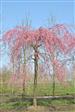 Japansk Kirsebær  Træer-Buske
